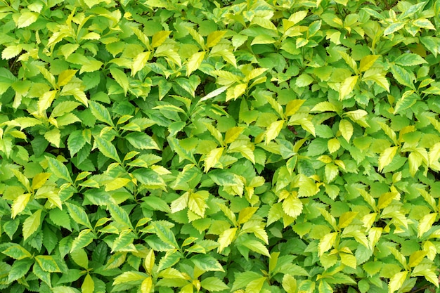 배경 또는 벽지에 대 한 녹색 잎 텍스처