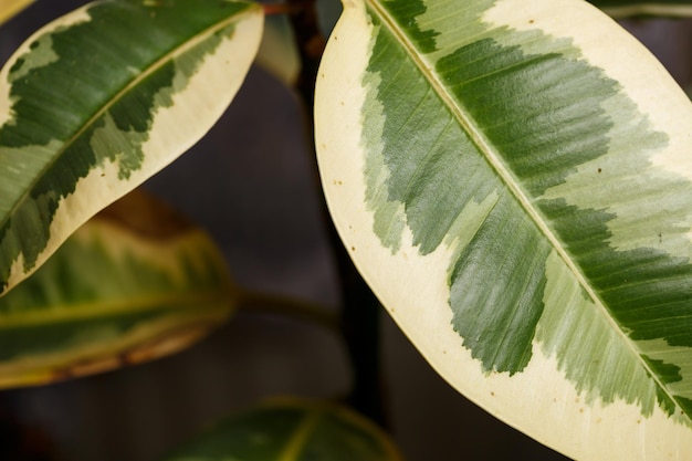 Green leaves texture green plants in the garden closeup home plant flowerpot