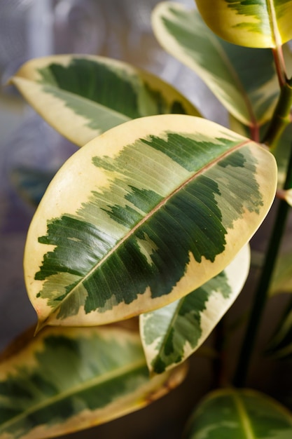 Green leaves texture green plants in the garden closeup home plant flowerpot