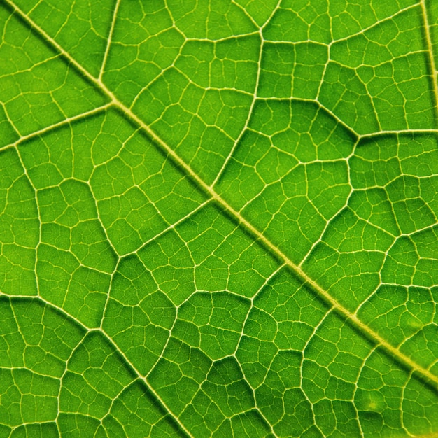 Green leaves texture and leaf fiber