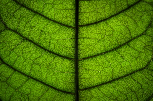 Текстура зеленого листа и листовое волокно
