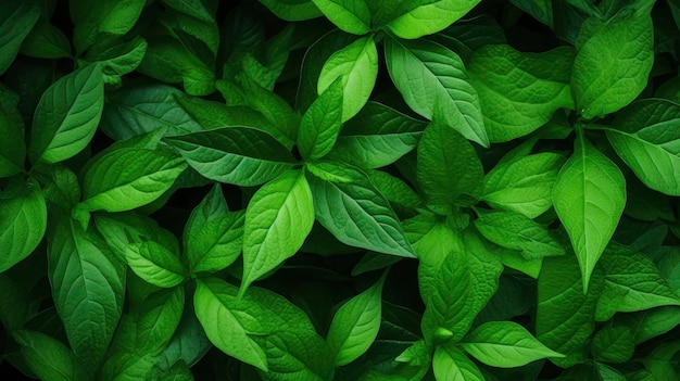 Green Leaves Texture Pattern Background