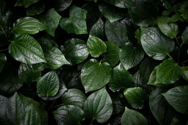 Green leaves texture top view background Full frame of tropical dark green leaf tone