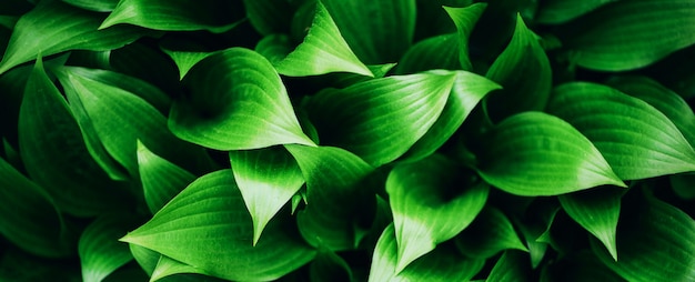 Green leaves texture. Tropical leaf background. 