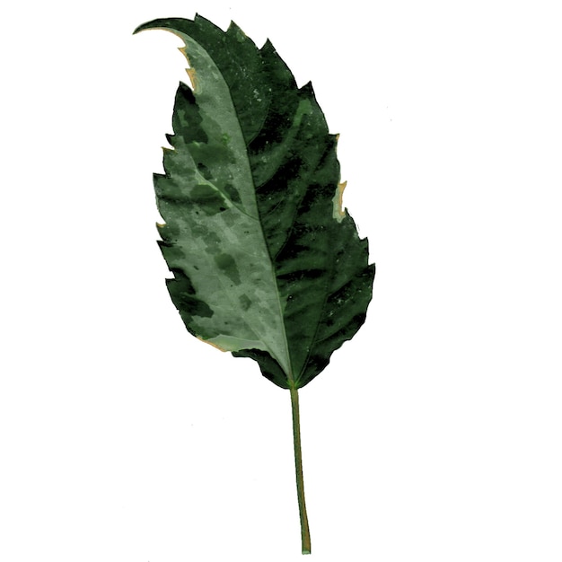 зеленые листья текстурированы и имеют линии на белом фоне.