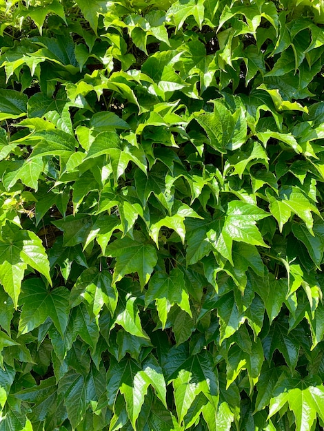 Green leaves that form a natural fence and cover for the soil