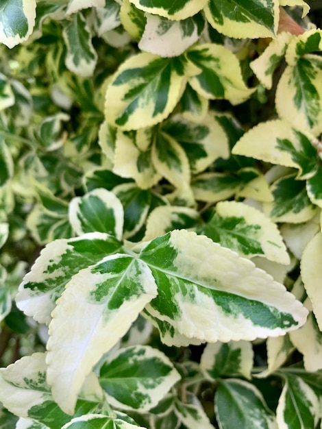 Green leaves that form a natural fence and cover for the soil