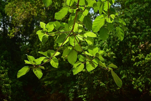 The green leaves that were hit by the light turned green in the forest.