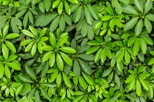 Green leaves top view background