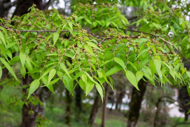 Green leaves on a tree branch in the spring in the park. Natural background