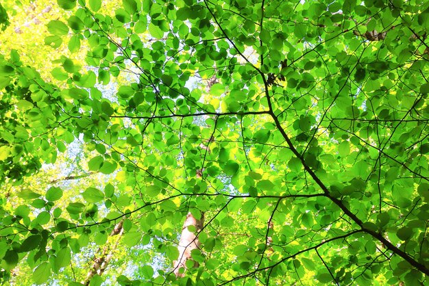 Foto foglie verdi albero rami sfondo estate stagione astratta estate natura giovane foresta