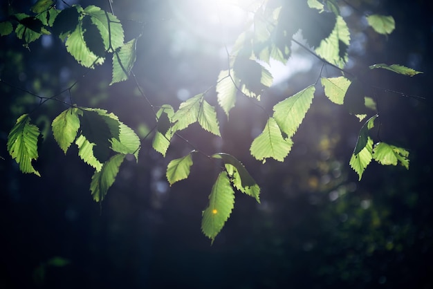 Green leaves on tree branches in the sunny morning light closeup soft background blur Summer forest Bokeh Copy space