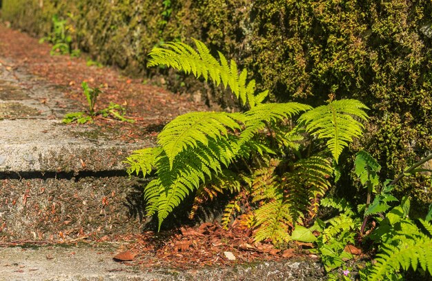 Green leaves on tree in forest