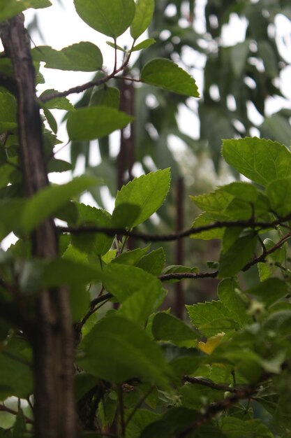 Green leaves on a tree in the garden closeup of photo Climbing plant Coccinia grandis climbing p