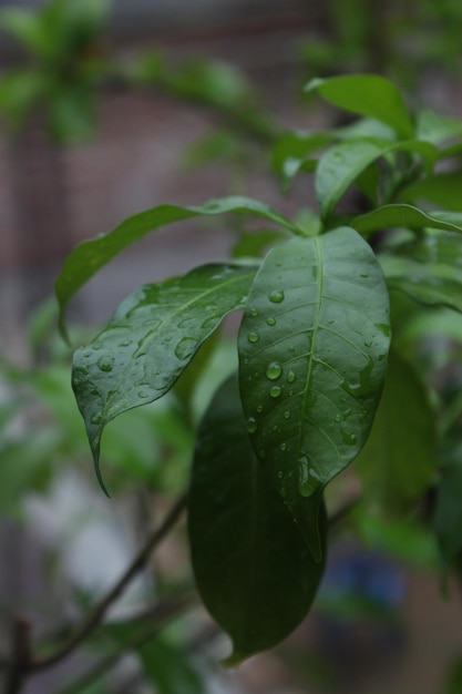 Green leaves on a tree in the garden closeup of photo Climbing plant Coccinia grandis climbing p