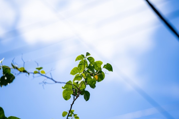 Green leaves of a tree on garden