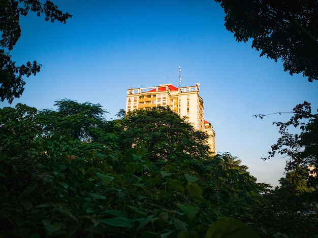 Green leaves tree with an apartment building in the background.