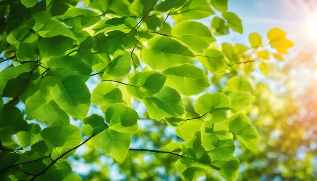 Photo green leaves of a tree with the sun shining through them