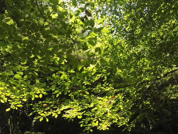 Green leaves on tree