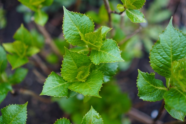 Photo green leaves of a tree