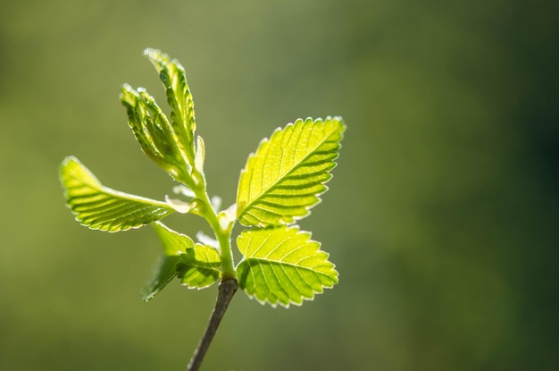 Green leaves on a tree