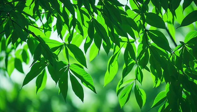 Green leaves on a tree