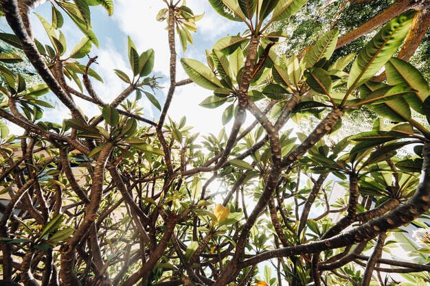 Foglie verdi di alberi, contro il cielo, fogliame di alberi tropicali.