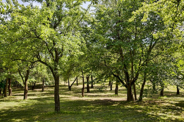 Green leaves on trees in spring in Sunny warm weather