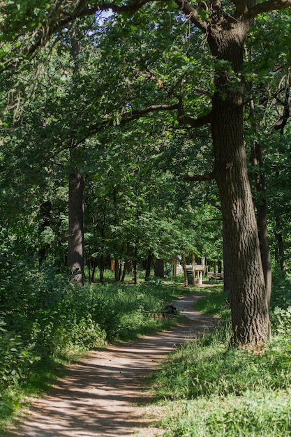 A green leaves on trees in summer