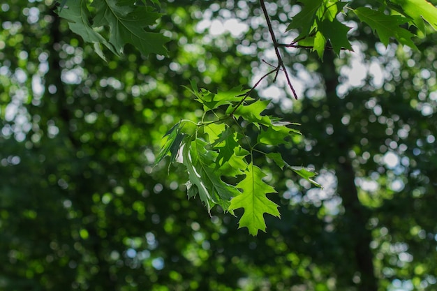 A green leaves on trees in summer