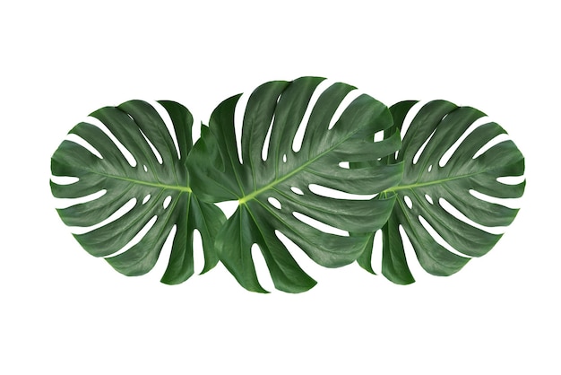 Green leaves of a tropical flower monstera isolated on white background without shadows high details