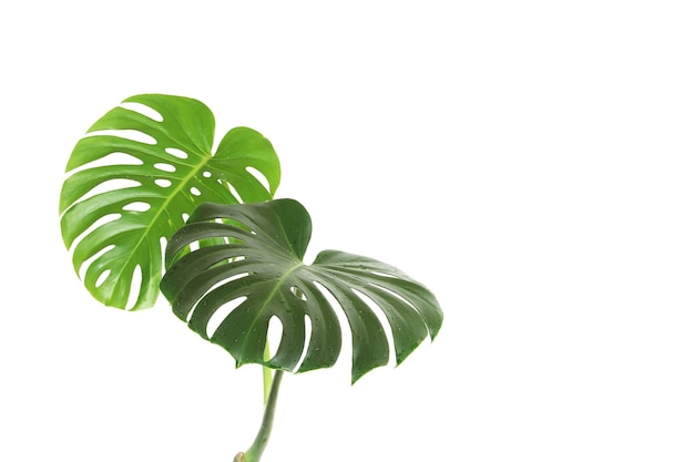 흰색 배경에 격리된 열대 몬스테라 식물의 녹색 잎