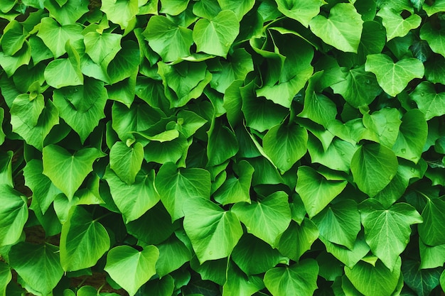 Green leaves tropical organic texture