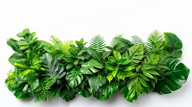 Green leaves of tropical plants bush floral arrangement indoors garden isolated on white background