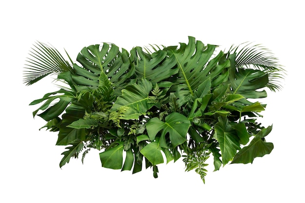 Green leaves of tropical plants bush Monstera palm rubber plant pine birds nest fern floral