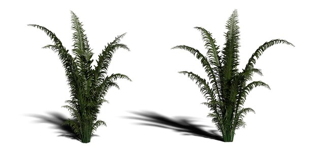 白い背景 d レンダリングに熱帯植物の茂みの緑の葉