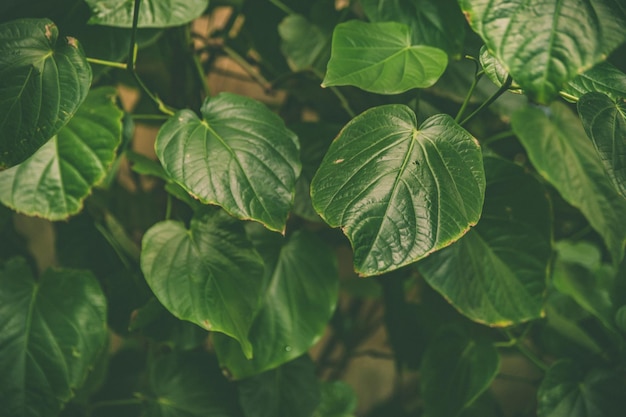 Green leaves of tropical plants green jungle summer background in vintage tone