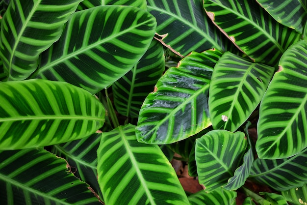 Green leaves in tropical rainforest