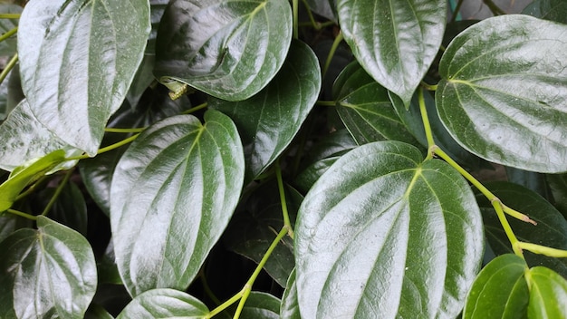 Green leaves tropical