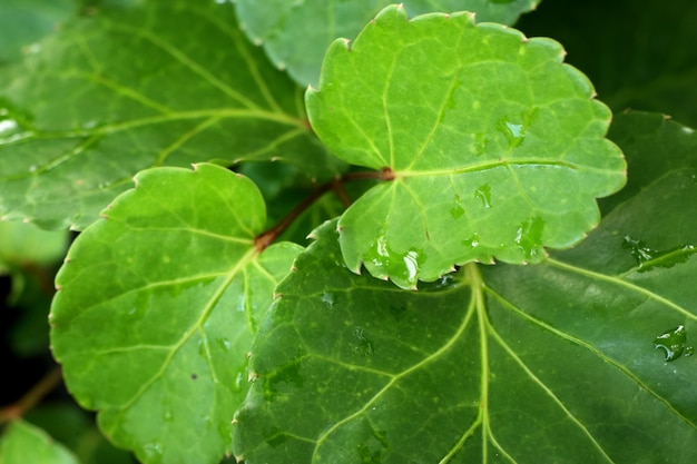 Green leaves in tropical