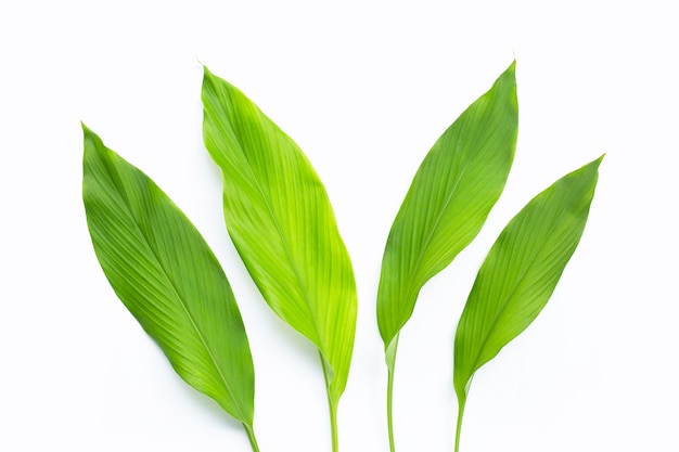 Green leaves of turmeric on white.