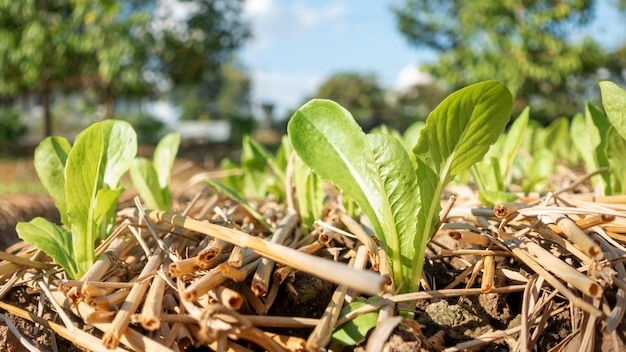 Green leaves in a vegetable garden