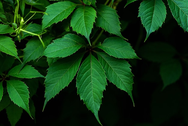 버지니아 덩굴(Parthenocissus quinquefolia)의 녹색 잎이 닫힙니다.