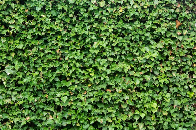 Green leaves wall background, green bush texture