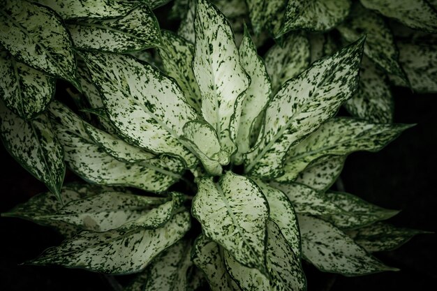 green leaves wall background leaf wall nature background