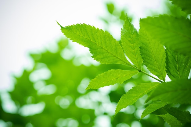 green leaves wall background leaf wall nature background