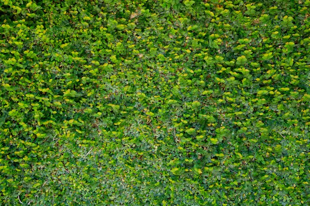 Fondo della parete delle foglie verdi, fondo della natura della parete della foglia,