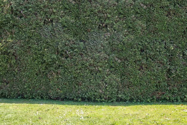 Sfondo di parete di foglie verdi nel parco primaverile