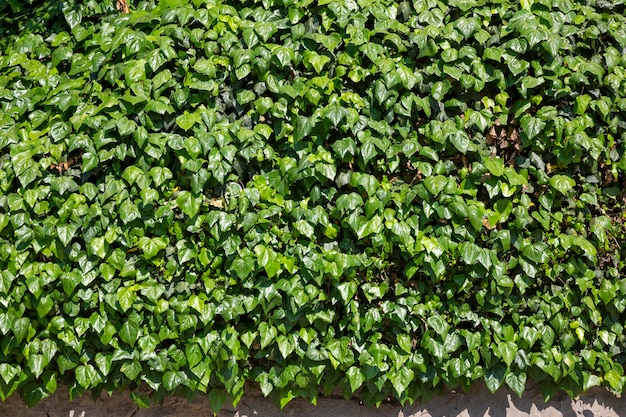 Green leaves wall background