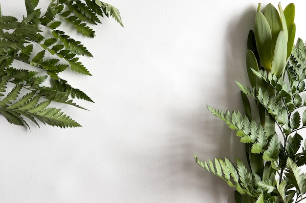 green leaves on the wall. Frame made of green tropical leaves